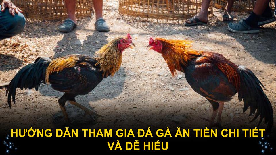 Hướng dẫn tham gia đá gà ăn tiền chi tiết và dễ hiểu