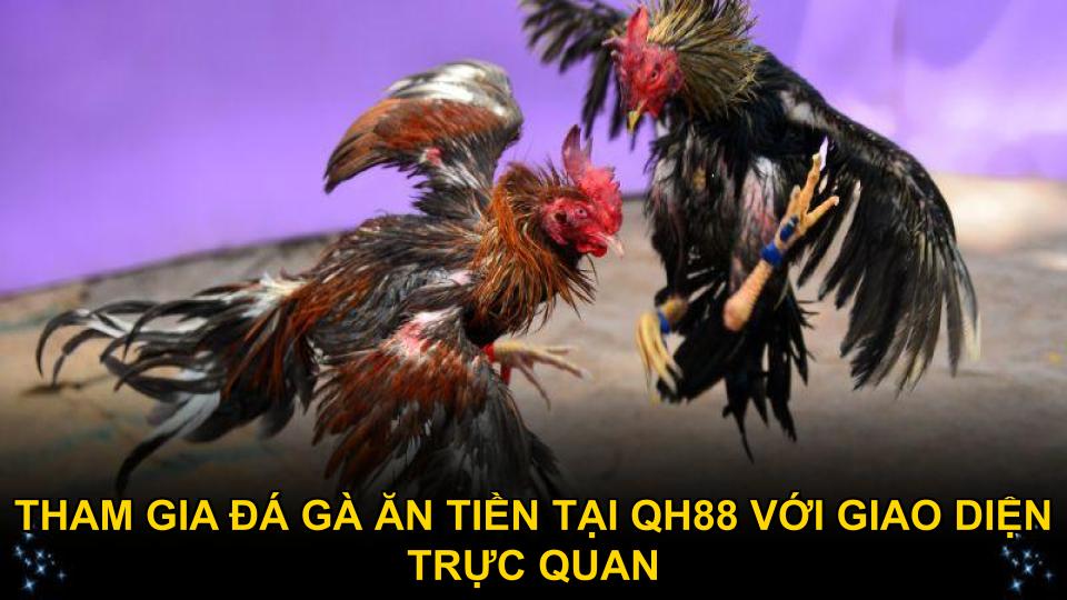 Tham gia đá gà ăn tiền tại QH88 với giao diện trực quan